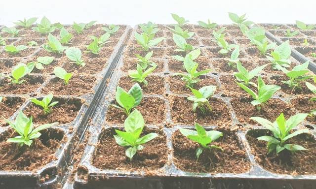 Nursery-trays-seedlings