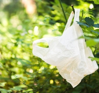 Plastic-bag-in-a-tree
