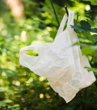 Plastic-bag-in-tree-image