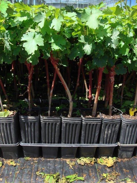 Grapevines-in-mt-38