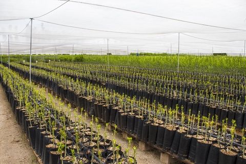 grow bags with sleeves